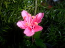 SAM_6973