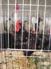 Expozitia Nationala Breaza 2010 084