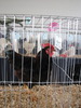 Expozitia Nationala Breaza 2010 085