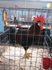 Expozitia Nationala Breaza 2010 089
