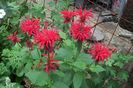 Menta indiana