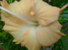 SAM_6897