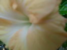 SAM_6898