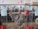 Expozitia Nationala Breaza 2010 090