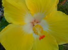 jackeline koo-