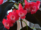 NEW 2015 - Kohleria Luci s Red Velvet