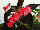 NEW 2015 - Kohleria Luci s Red Velvet