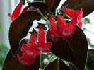 NEW 2015 - Kohleria Luci s Red Velvet