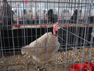 Expozitia Nationala Breaza 2010 093
