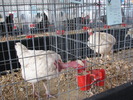 Expozitia Nationala Breaza 2010 094