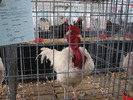Expozitia Nationala Breaza 2010 095
