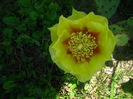 opuntia