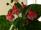 NEW 2015 - Kohleria Luci s Dots on Cherry