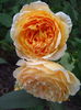 Crown Princes Margareth