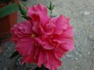 DSC02441