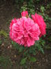 DSCF1099