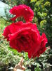 DSCF1127
