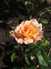 DSCF1111