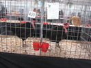 Expozitia Nationala Breaza 2010 102
