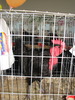 Expozitia Nationala Breaza 2010 104