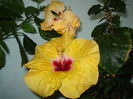 Boreas Yellow