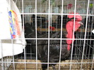 Expozitia Nationala Breaza 2010 105
