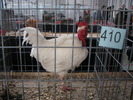 Expozitia Nationala Breaza 2010 107