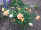 20150707_074133[1]