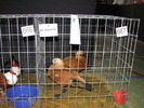 Expozitia Nationala Breaza 2010 108