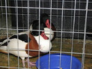 Expozitia Nationala Breaza 2010 109