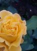 20150616_202026