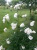 20150620_110902
