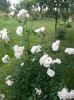 20150620_110907
