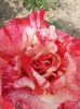 20150626_133831