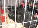 Expozitia Nationala Breaza 2010 112