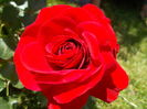 DSCN0287