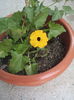 Thunbergia