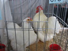 Expozitia Nationala Breaza 2010 113