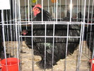 Expozitia Nationala Breaza 2010 114