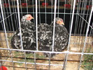 Expozitia Nationala Breaza 2010 115
