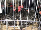 Expozitia Nationala Breaza 2010 116