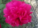 Tess