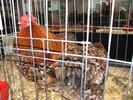 Expozitia Nationala Breaza 2010 119