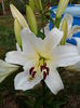 IMG_20150702_185145