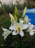 IMG_20150702_185141