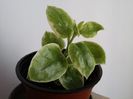 Aptenia cordifolia variegata