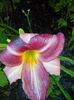 IMG_20150706_180848