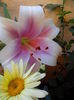 IMG_20150706_181102