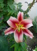 IMG_20150706_181322