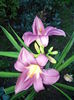 IMG_20150706_205831